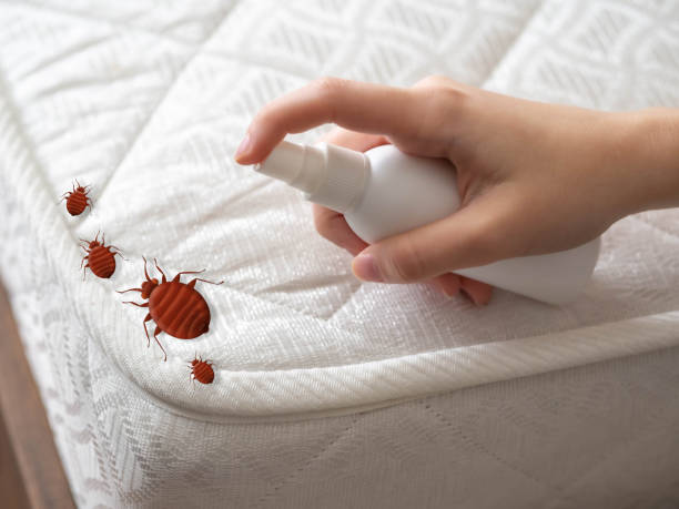 Best Spider Control Near Me  in Pleasantdale, NJ